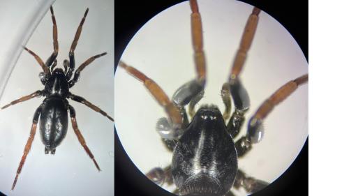 Trachyzelotes pedestris